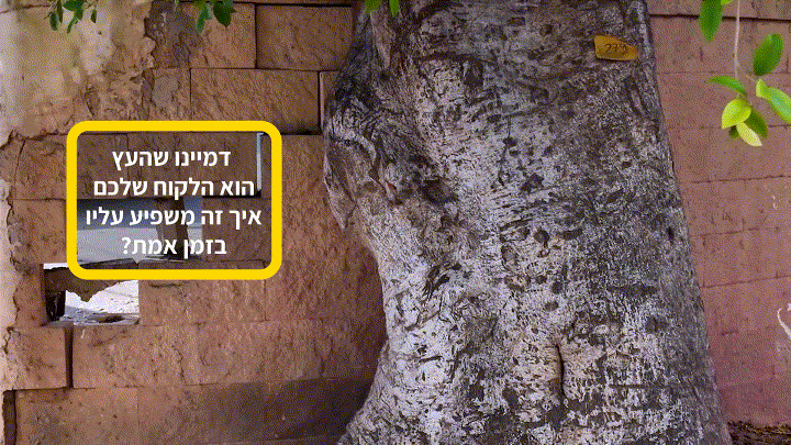 השפעת הצמצם על תאורה וחדות התמונה